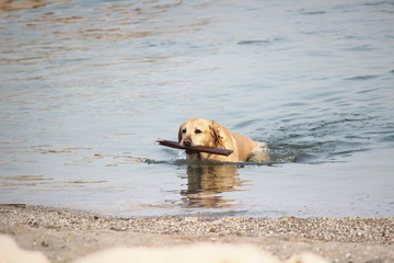 Golden retriever esce dall'acqua con bastone tra le fauci