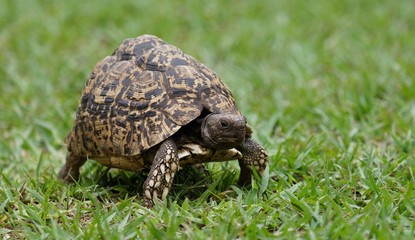 Leopard Tortoise walking on lush green grass-Image