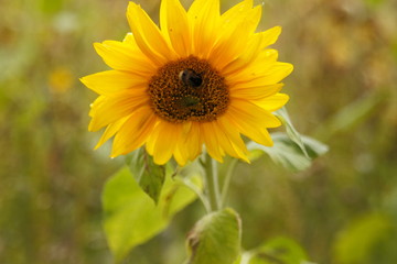 Sunflower in a field in summer