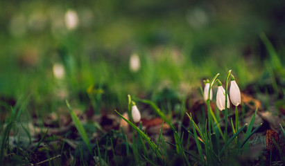 Snowdrop