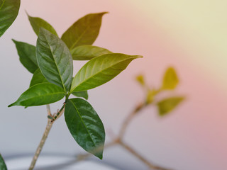Green leaves of Crepe Jasmine or Abernaemontana Divaricata tree with morning sunshine, refreshing for starting new day.