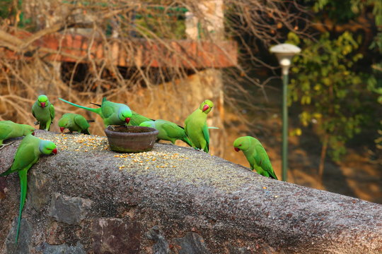 Green parrots