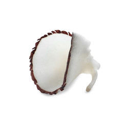 Tasty fresh coconut flake isolated on white