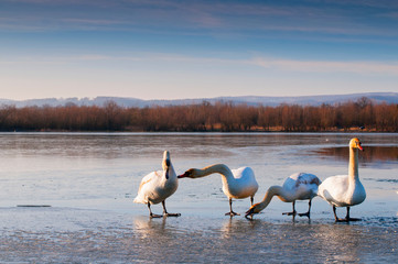 white swans on an autumn lake on a sunny day