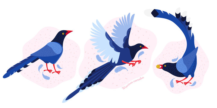 Taiwan azure magpie. Set exotic birds of Taiwan and of Asia. Urocissa caerulea. Cute Blue cartoon bird a in different poses and movements. Hand drawn vector flat illustration in Scandinavian style.