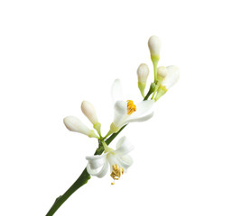 Fototapeta premium Branch of beautiful citrus flower isolated on white