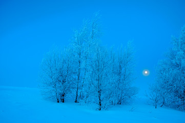 winter forest on a clear sunny day