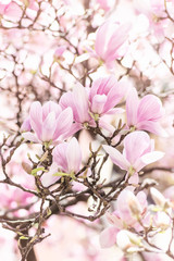 Beautiful pink magnolia. Spring floral background