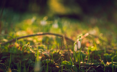 Snowdrop