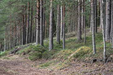 pine forest landscape by the roadside, focus and sharpness on a small fir tree and a pile of twigs