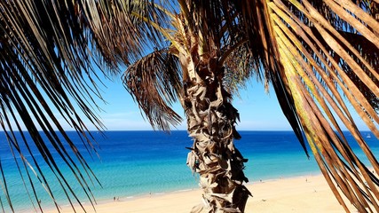 palm tree on the beach