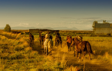 Running Icelandic horses  in the sunset  