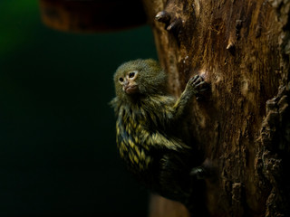 Pygmy Marmoset climbing casually up a tree