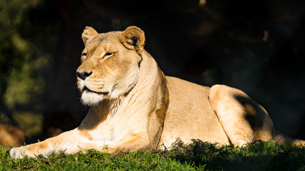 lioness sunbathing