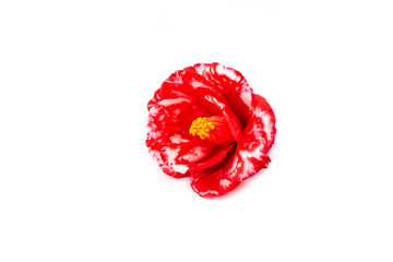 Flor de camelia sobre fondo blanco