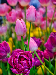 Fototapeta premium Group of pink tulips in the indoor garden.