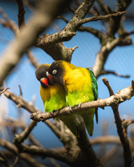 two lovebirds