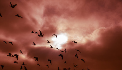 Many birds flying in dramatic sky before storm