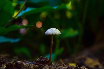 Close up mushroom in forest
