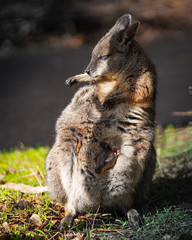 wallaby
