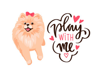 Pomeranian Spitz puppy isolated on white background.