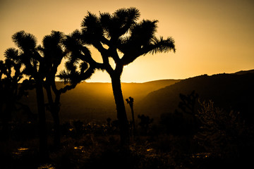 Fototapeta na wymiar Trees in silhouette during sunset, at Joshua Tree National Park, California, USA. 