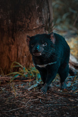 tasmanian devil on the run