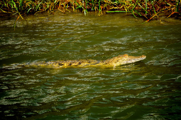 Obraz premium A huge crocodile in the Kazinga chanel waters
