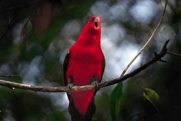 Red Lorikeen on a branch