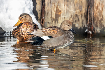 The gadwall (Mareca strepera) is a common and widespread dabbling duck in the family Anatidae.