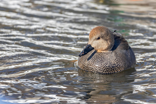 Anatinae Bilder Durchsuchen 8,752 Archivfotos, und