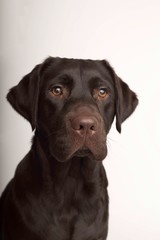 Brown labrador puppy dog with white background in studio looking into camera 
