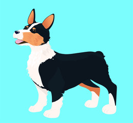Funny tricolor Pembroke welsh corgi on the blue background. Vector illustration