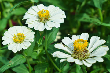Obraz premium daisy in the grass