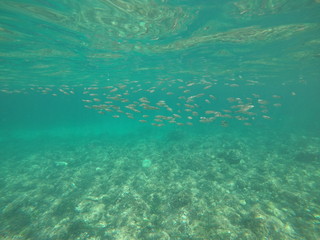 Fototapeta na wymiar Peces nadando en aguas cristalinas de una playa de Mallorca 
