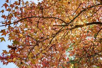 Kinrin Lake area or call in Kinrinko lake, one of landmark at Yufuin with background of leaf change colour and reflection of lake water.
