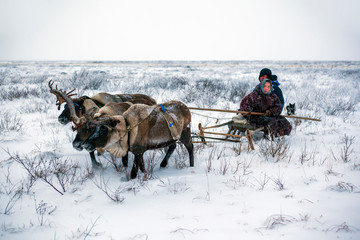 The extreme north, The Yamal Peninsula, tundra, open area, assistant reindeer breeder,  young girl with man rides reindeer harness © evgenii