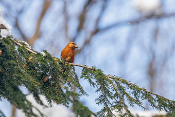 Fototapeta premium The red crossbill (Loxia curvirostra) is a small passerine bird in the finch family Fringillidae. 