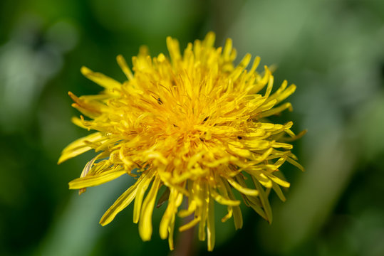 Fleur de pissenlit jaune en gros plan macro
