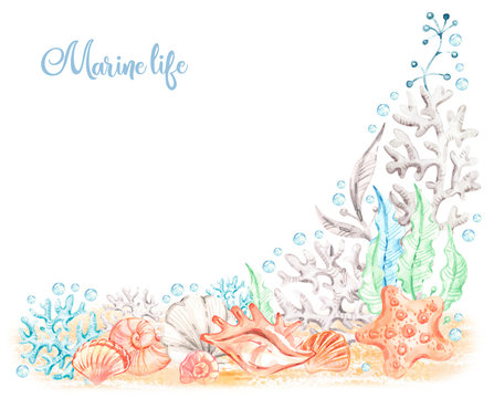 Watercolor sea illustration with colorful seashell background. Handpainted marine life background. Watercolour animals. Colorful ocean nature background. Watercolor illustration. Sketch illustration