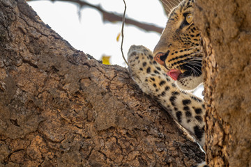 Leopard over the tree with tongue out