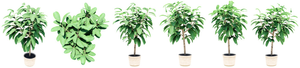 Set or collection of beautiful green interior plants isolated on white background. Concept or conceptual 3d illustration for nature and ecology, beauty and gardening, spring or summer