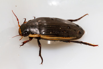 river beetle in petri dish
