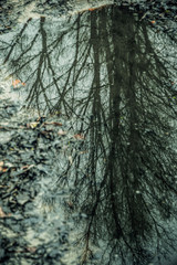 Misty mysterious forest landscape in early spring. Nature of New England, USA	