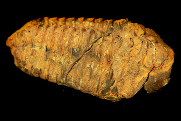 old trilobite isolated