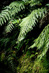 fern in the forest photo wallpaper