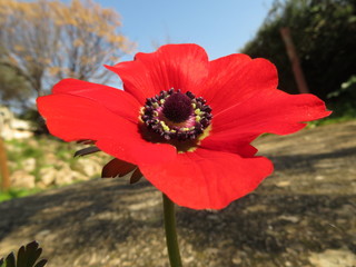red anemone flower and beautiful stamens