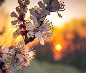 Crerry tree blooming