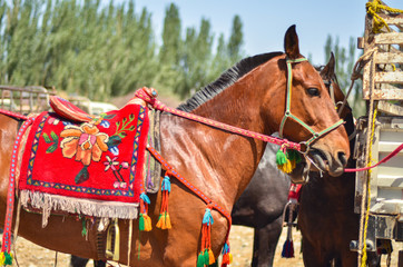 horse and carriage