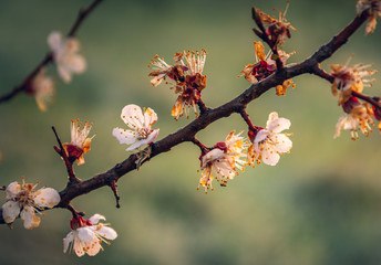 Crerry tree blooming